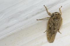 Euscelidius variegatus