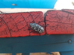 Capnodis