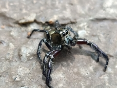 Hyllus diardi