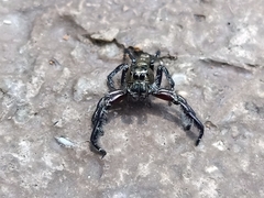 Hyllus diardi
