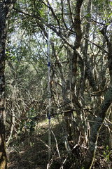 Elaeodendron zeyheri