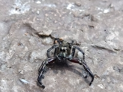 Hyllus diardi