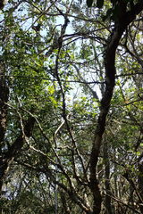Elaeodendron zeyheri