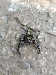 Hyllus diardi