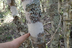 Elaeodendron zeyheri