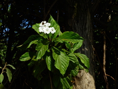 Cordia superba