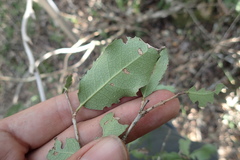 Elaeodendron zeyheri