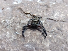 Hyllus diardi