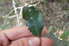 Elaeodendron zeyheri