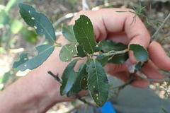 Elaeodendron zeyheri