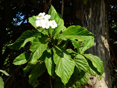 Cordia superba