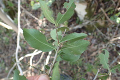 Elaeodendron zeyheri