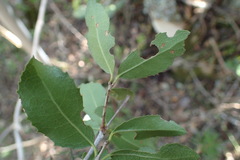 Elaeodendron zeyheri