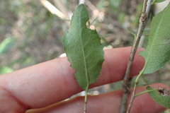Elaeodendron zeyheri