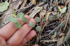 Crassula spathulata