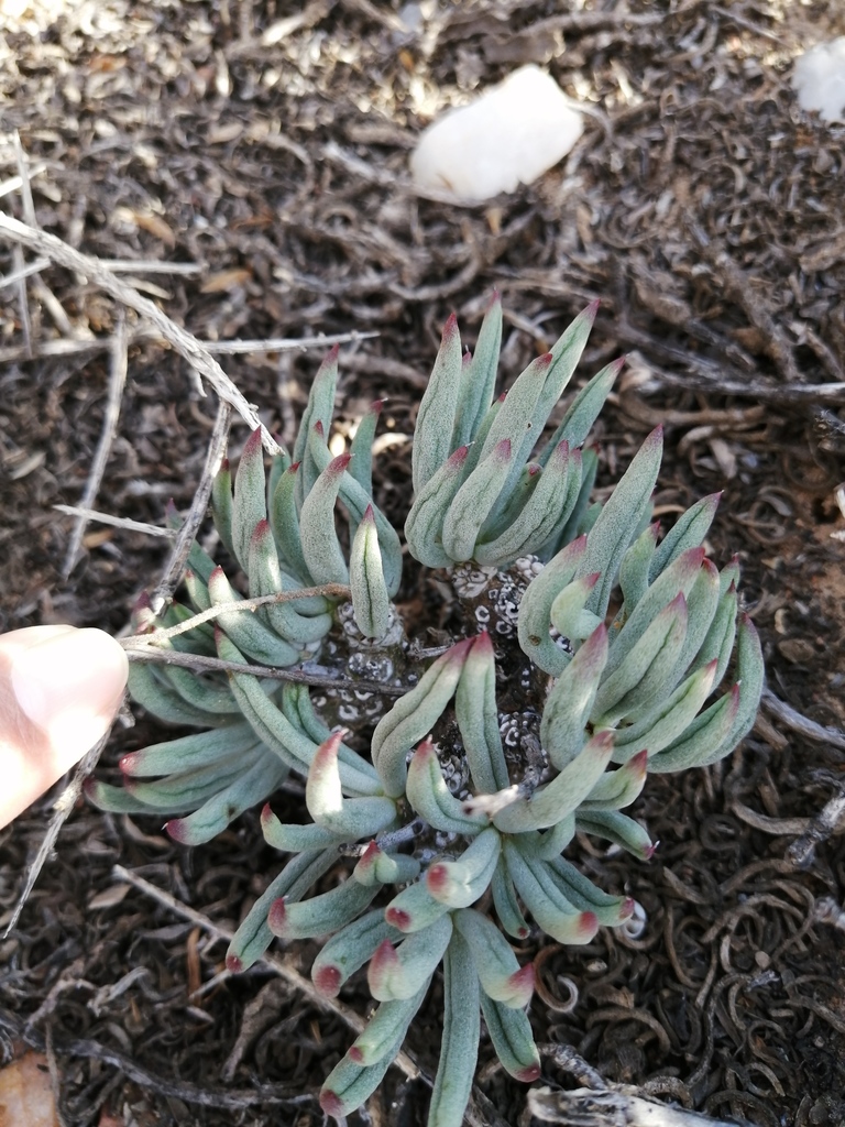 Cotyledon luteosquamata