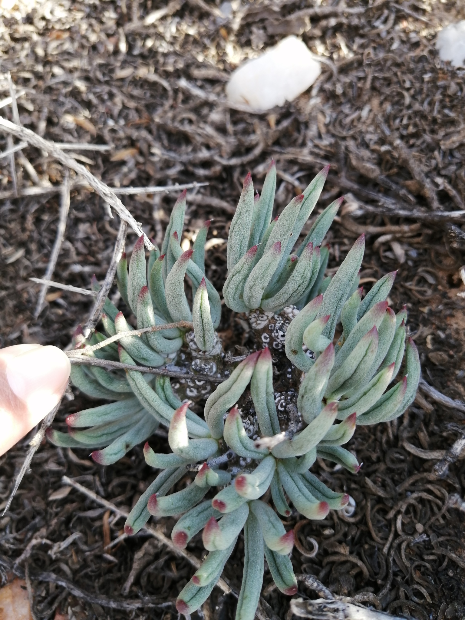 Tylecodon pearsonii (Schönland) Toelken 3