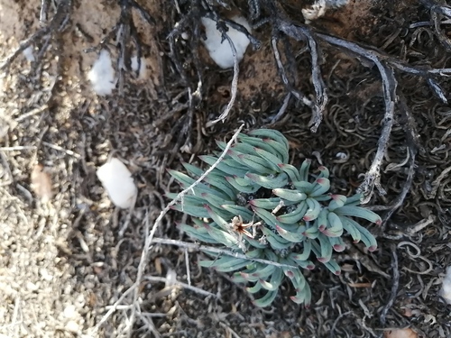 Tylecodon pearsonii