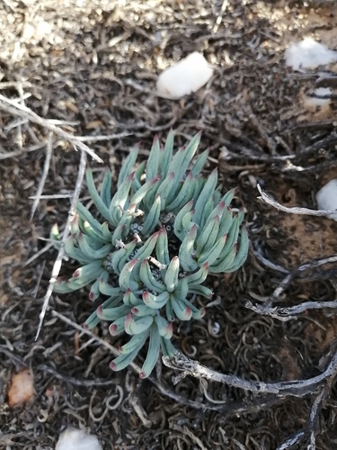 Tylecodon pearsonii