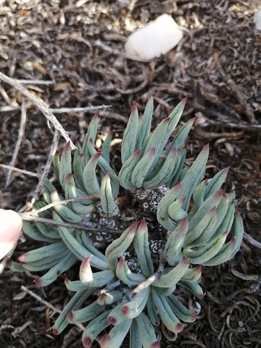 Tylecodon pearsonii