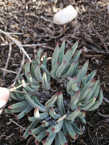 Tylecodon pearsonii
