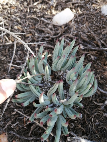 Tylecodon pearsonii