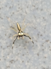 Phintella