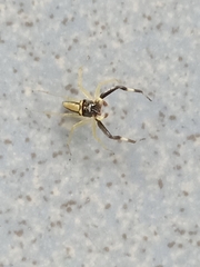 Phintella