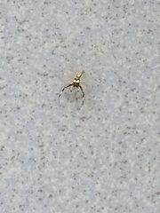 Phintella