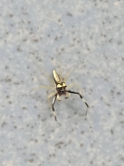 Phintella