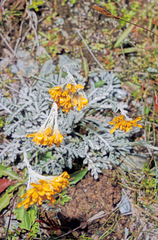 Jacobaea incana