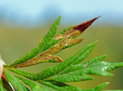 Phytomyza artemisivora