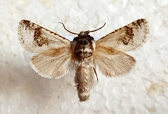 Parahypopta caestrum