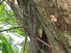 Dasia olivacea