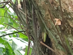 Dasia olivacea