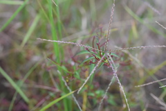 Ludwigia epilobioides