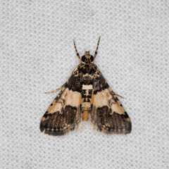 Nacoleia mesochlora