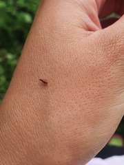 Sapintus pellucidipes