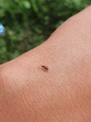 Sapintus pellucidipes