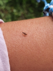 Sapintus pellucidipes