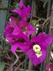 Bougainvillea