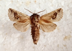Parahypopta caestrum