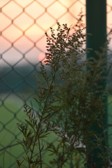 Artemisia lavandulifolia