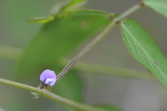 Glycine max soja