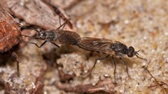 Anabarhynchus maritimus