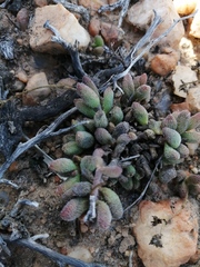 Crassula hirtipes
