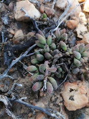 Crassula hirtipes
