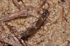 Anabarhynchus maritimus