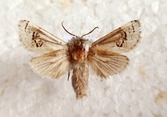 Parahypopta caestrum