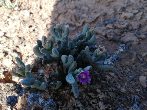 Antimima solida